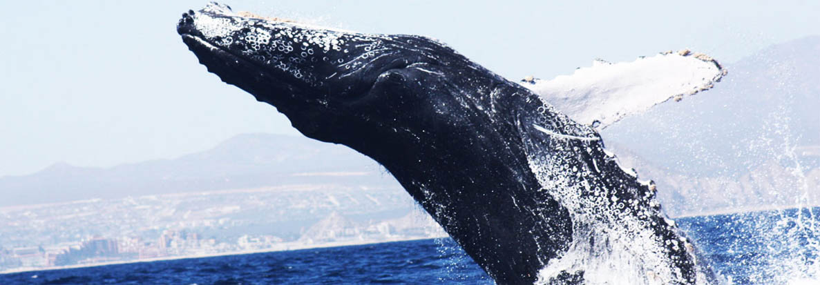 animales marinos ballenas